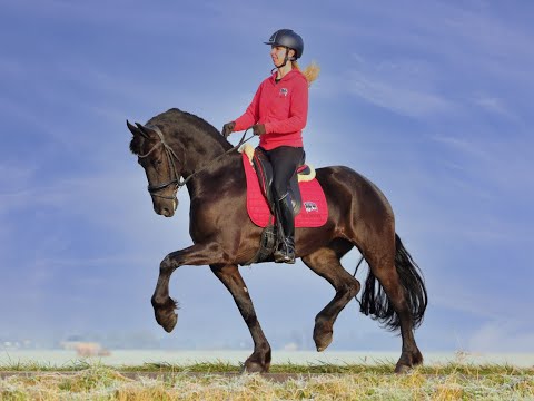 Stal Okkema's Fenna - Tsjalle x Beart - mare in foal - 1.65m - 2017