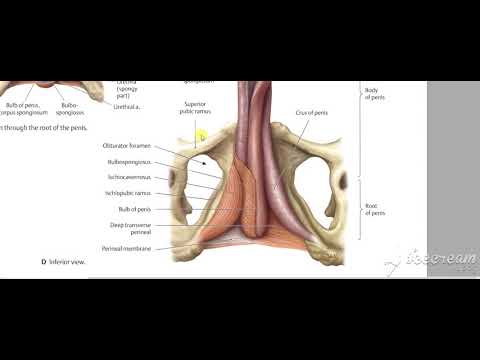 Male reproductive system