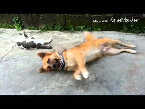 BACHOY wants to play with MAWRON