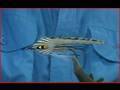 Tying a Gray Ghost Streamer Fly with Davie McPhail