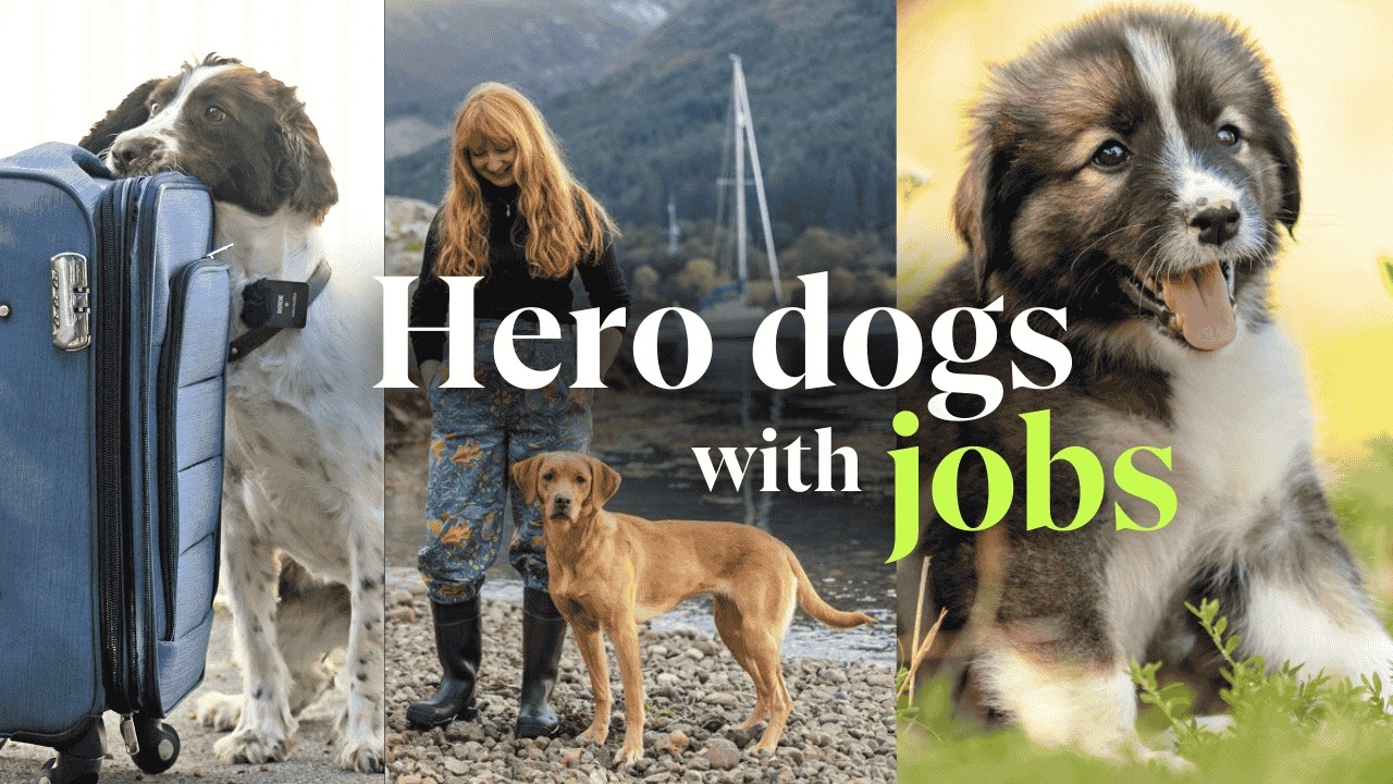 Hero dogs helping to save the planet