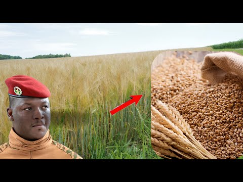 Burkina Faso : Une Révolution Agricole avec la Production Locale de Blé !
