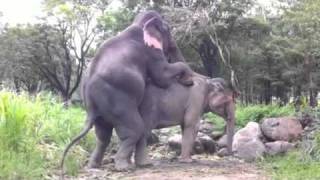 Elephant Mating Reached 10Millions Views on YouTube