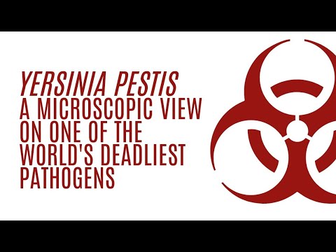 Yersinia pestis: A microscopic view on one of the world's deadliest pathogens