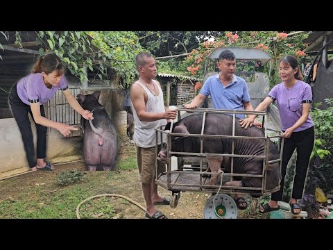 Selling a pig that survived African cholera and failed to reproduce. ( Ep 270 )