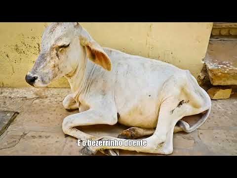 Daniel - Nelore Valente (com Legenda)