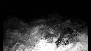 Demdike Stare - Kommunion (Alternate Version)