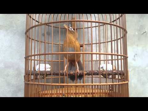 Họa Mi Hót Đấu ( không bán)