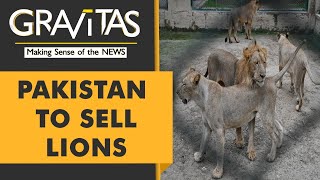 Gravitas: Pakistan zoo to auction 12 lions