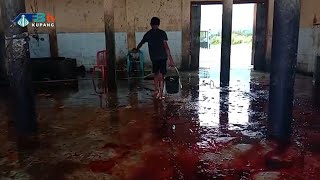 Download lagu Limbah Rumah Potong Hewan Karot Cemari Lingkungan - Manggarai mp3