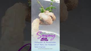Download lagu SANCANG MELIUK EKSTREM 1 SLANTING LITERATY mp3