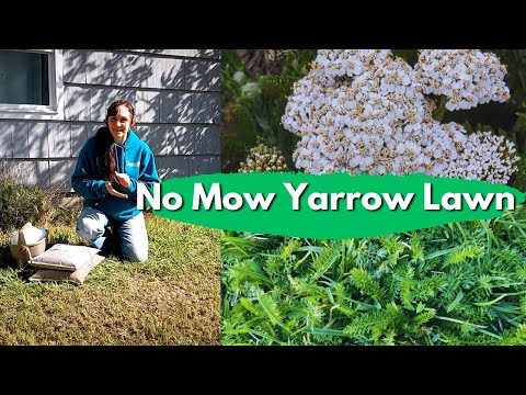 NEW Lawn Alternative! A Yarrow perfect for lawn?