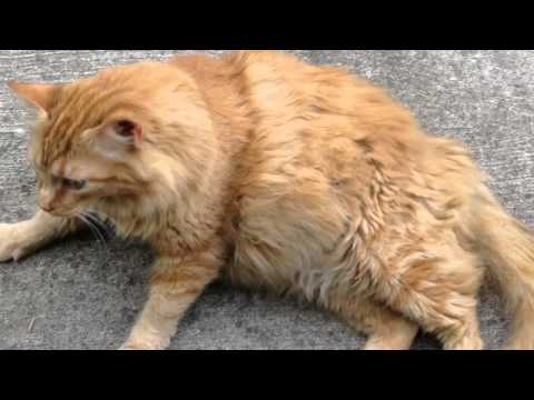 Newton Wendell Blackburn