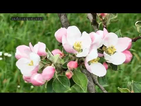 Himno 384 el jardín de la oración