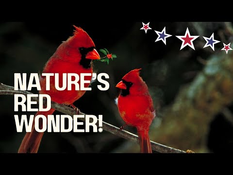 Red Cardinal | One of the Most Beautiful and Recognizable Birds in the United States