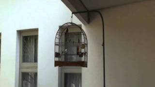 CRIADOURO BARCELONA - Segredo da Arca
