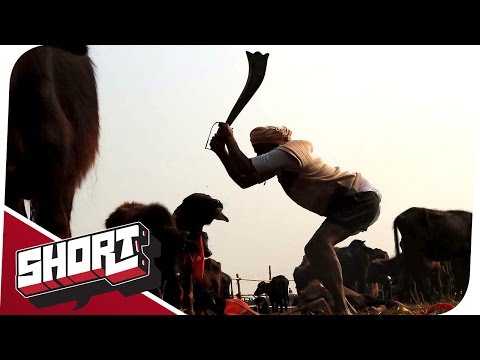 Gadhimai - Rituelles Töten