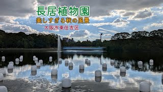 【長居植物園】長居植物園の秋の風景が美しすぎました。#flowers #癒し #絶景 #公園 #自然