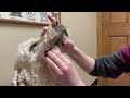 How To Clean Dog's Lip Folds