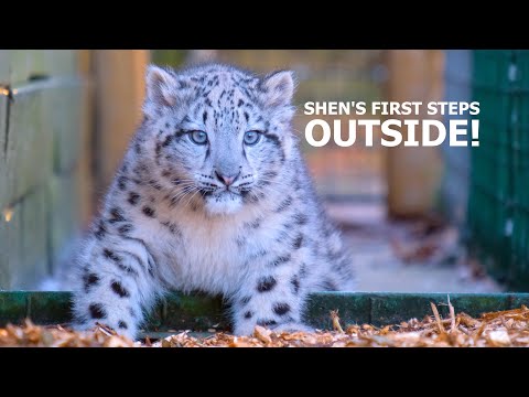 Snow Leopard cub 'Shen' takes FIRST STEPS Outside!