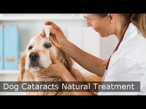Dog Cataracts Natural Treatment - MUST SEE Dog Cataract Video
