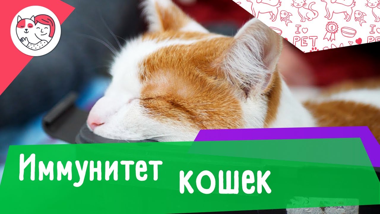 4 особенности кошачьего иммунитета