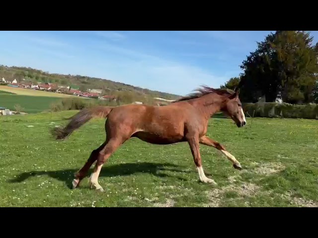 Jument CSO Demi Sang Anglo-arabe,