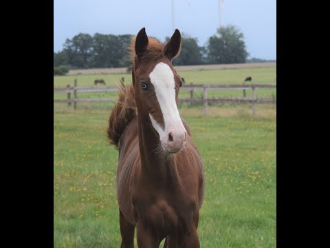 Cadilo - Cascadello, holsteiner, colt * 03/2021 for sale