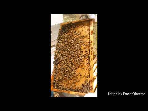 Hive Swarm 3-15-2015 (Part 2)