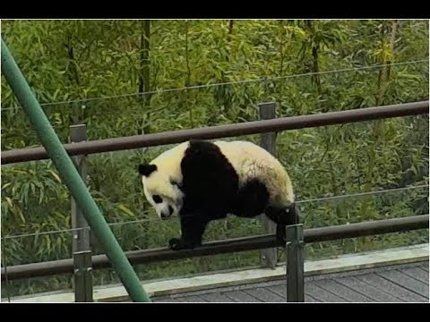 2018.12.10 Panda Toddler Escapes
