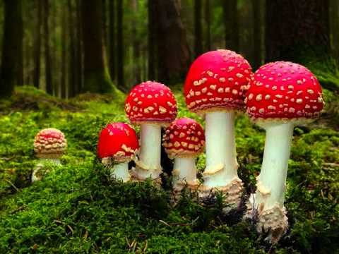 Tiny Kingdom