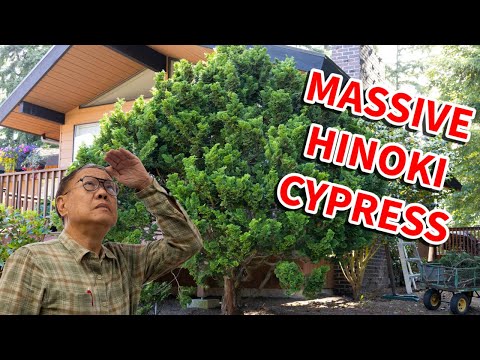 Pruning a MASSIVE Hinoki Cypress using bonsai techniques.