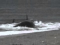 Killer Whale Eats Human From Beach Wmv