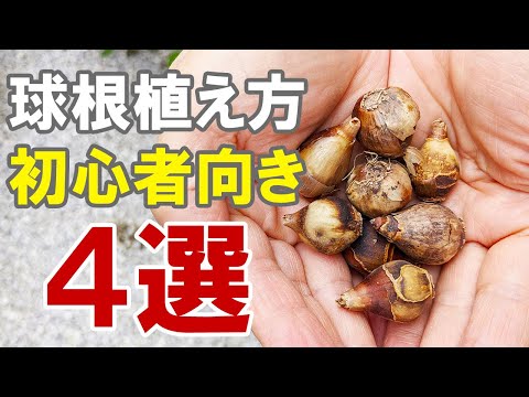 園芸 芝生に球根を植える