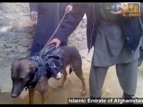 Taliban Video Shows Captured Military Working Dog