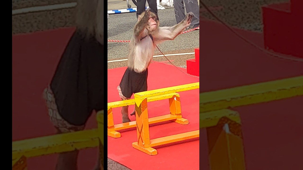 monkey jump#monkey#japan#shorts