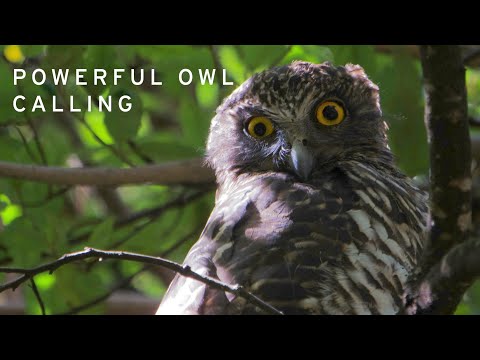 Powerful Owl calling - call heard through a forest at night.