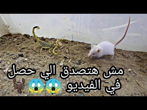 تحدي قوي بين الفار والعقرب 😱🐭🦂Mouse vs scorpion