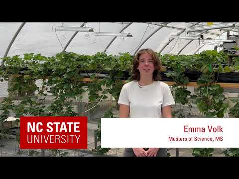Strawberry Research on Steam and AITC as soil fumigant alternatives: Emma Volk