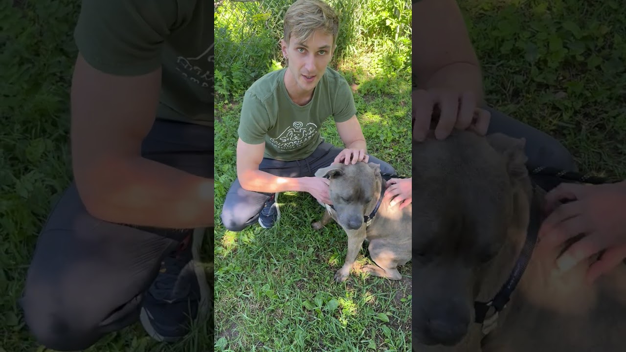 Jocko, a Adoptable Mixed Breed in Oshkosh, WI video 6/6