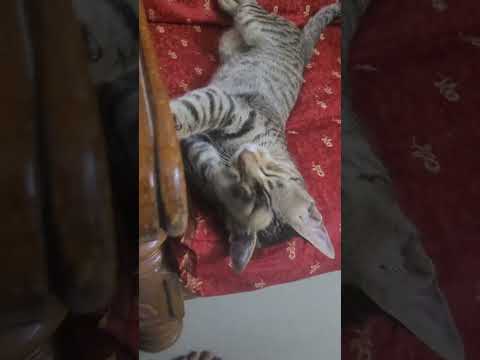 CHITU ka spa chal raha hai #catfunny #catplaying #catlovers 