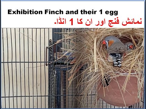 Exhibition finch Pair with 1 Egg | Finch | Zebra Finch