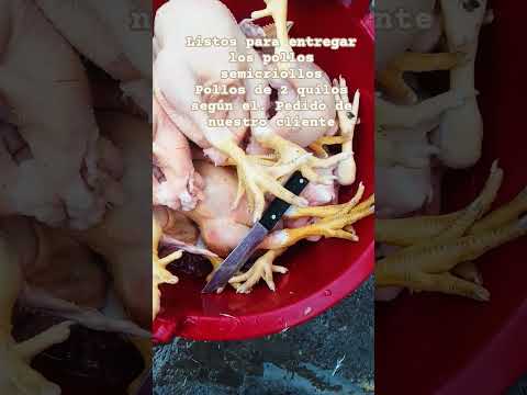 pollos de engorde semicriollos en la localidad de Huarin - Lauricocha - Huánuco