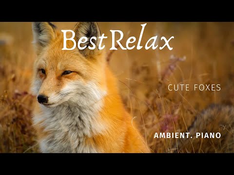 BestRelax. Foxes in the autumn forest