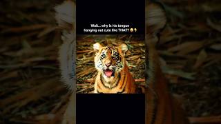 Baby Tiger With His Tongue Out Being Adorable