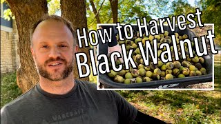 How to Harvest Black Walnut (don’t wash them!)