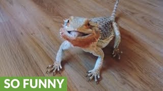 Bearded dragon goes crazy for blueberries