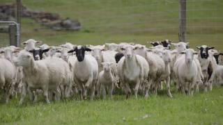 The Western Australian Sheep Industry | Department of Agriculture and Food WA