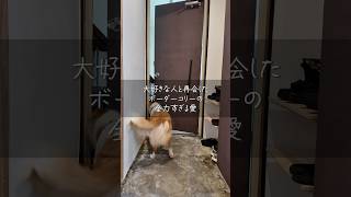 大好きな人と再会したボーダーコリーの全力すぎる愛