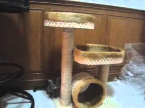 RARE BREED OF MONKEY CAT!!! Sarita Perez de Tagle Diana Lyn Lopez